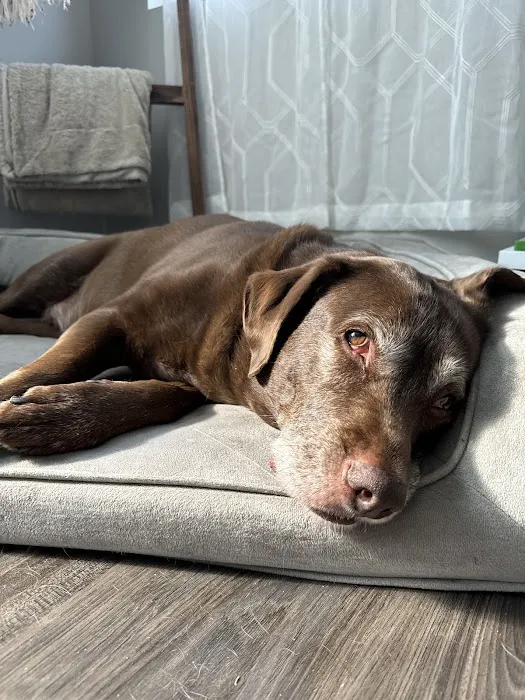 Zionsville Animal Hospital 9