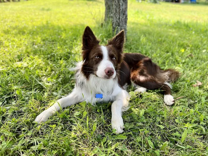 Zionsville Animal Hospital 7