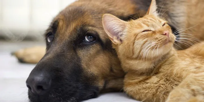 Pet Clinic of Brownsburg 1