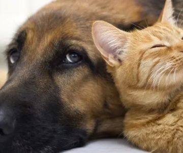 Pet Clinic of Brownsburg