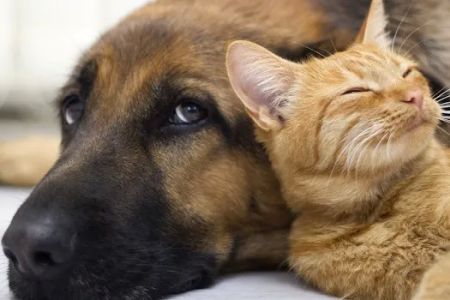 Pet Clinic of Brownsburg