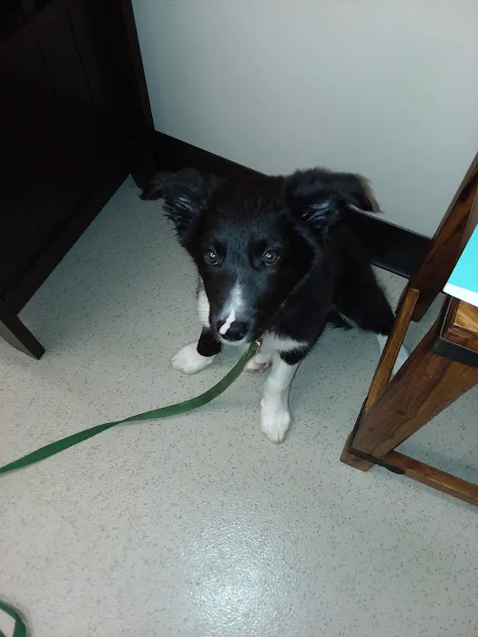 Zionsville Country Vet Clinic 3