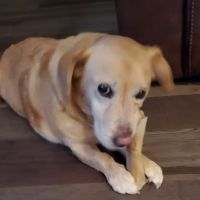 Zionsville Country Vet Clinic ico