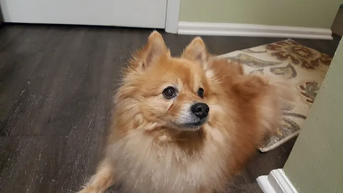 Avalon Pet Wellness Clinic 2