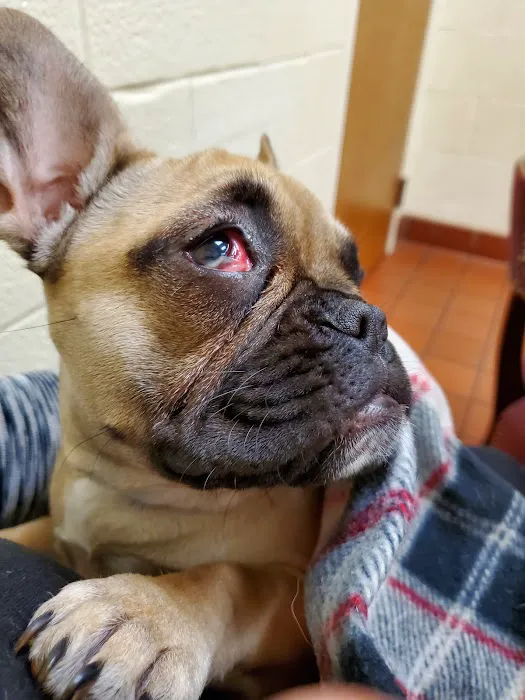 Avalon Pet Wellness Clinic 4