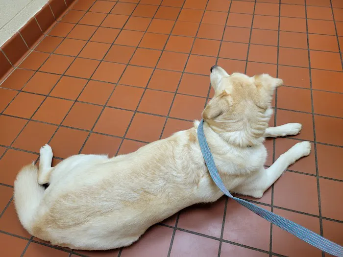 Avalon Pet Wellness Clinic 1