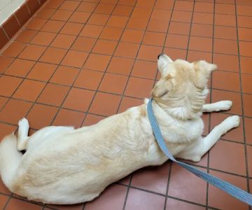 Avalon Pet Wellness Clinic
