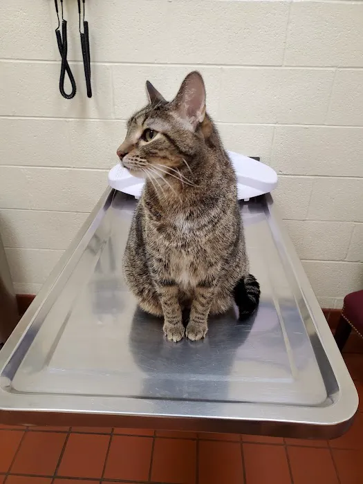 Avalon Pet Wellness Clinic 9