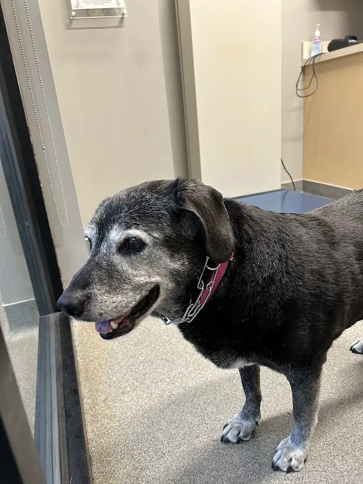 Broad Ripple Pet Wellness Clinic 6
