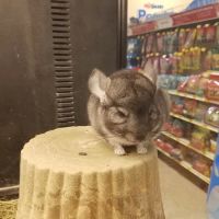 Banfield Pet Hospital ico