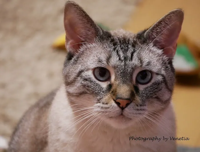 Banfield Pet Hospital 7