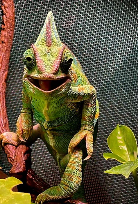 All Wild Things Exotic Animal Hospital 6