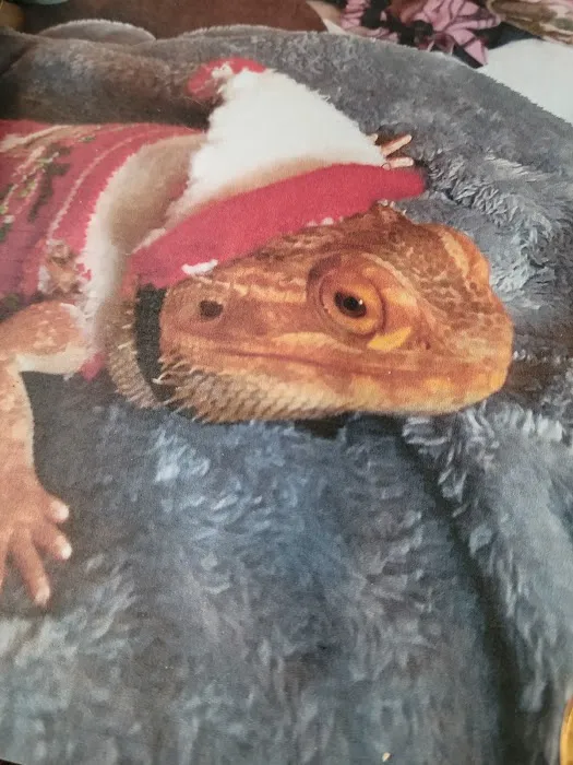 All Wild Things Exotic Animal Hospital 9