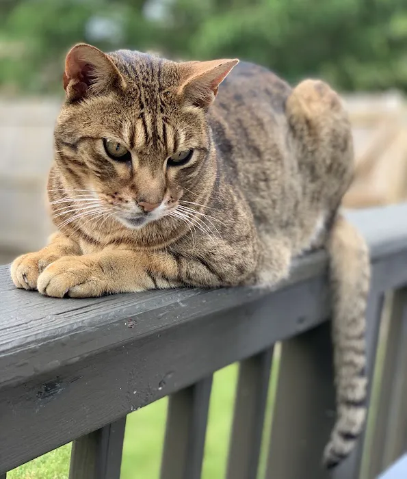 Log Cabin Animal Hospital 12