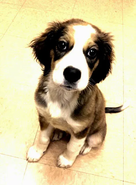 Fall Creek Veterinary Medical Center 12