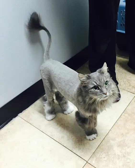 Cat Care Clinic 2