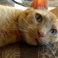 Cat Care Clinic ico