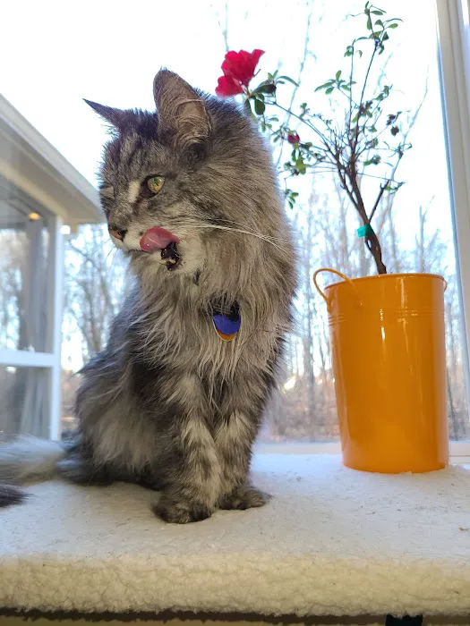 Cat Care Clinic 4