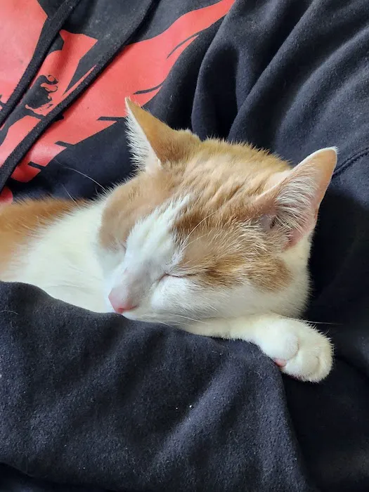 Cat Care Clinic 8