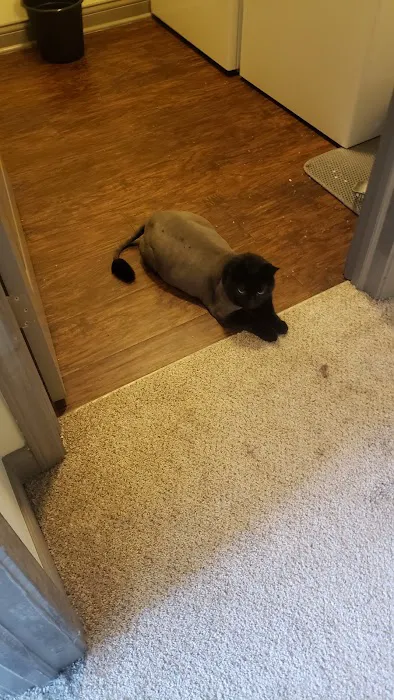 Cat Care Clinic 7