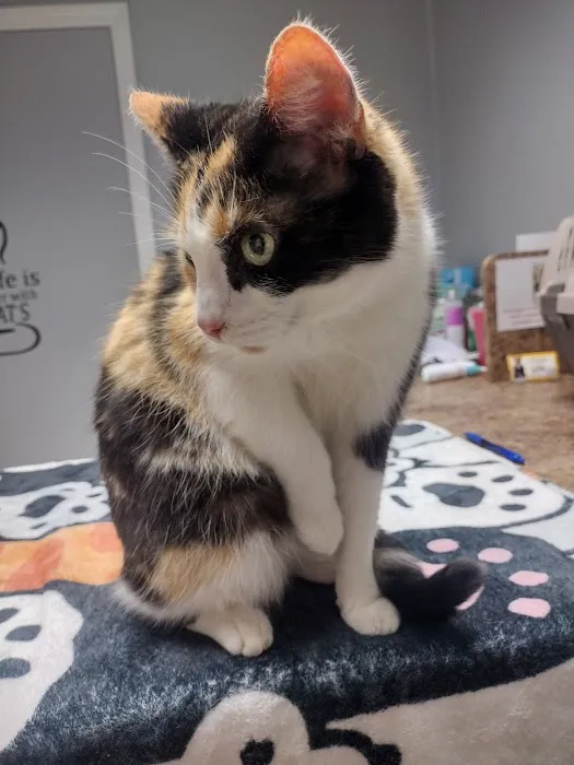 Cat Care Clinic 5