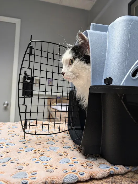 Cat Care Clinic 10