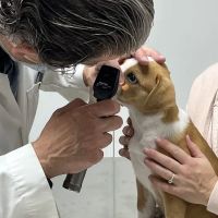 Associated Animal Clinic of Indiana Inc - Larry Reyman,DVM ico