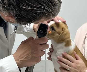 Associated Animal Clinic of Indiana Inc - Larry Reyman,DVM