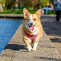 Sixth Day Veterinary Practice ico