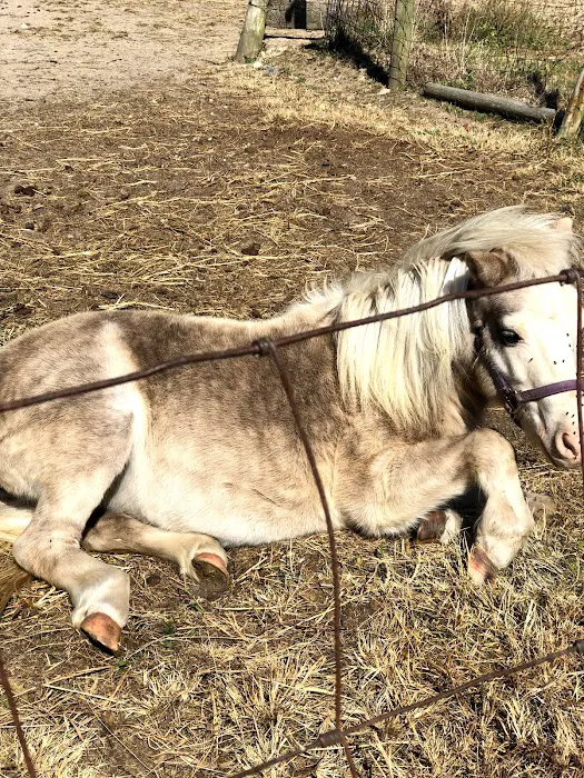 Sixth Day Veterinary Practice 9