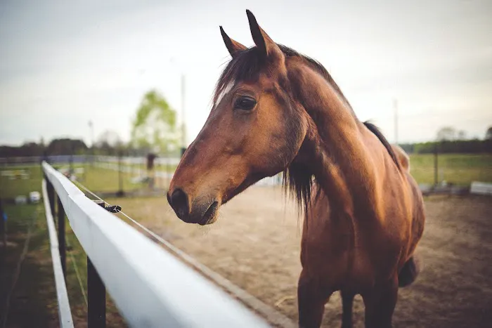 Sixth Day Veterinary Practice 6