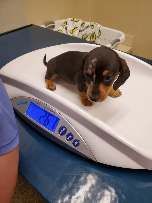 College Park Pet Wellness Clinic 3