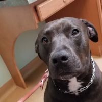 McCordsville Veterinary Hospital ico