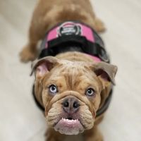Oaklandon Family Vet ico