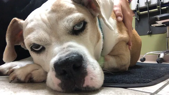 Saint Francis Pet Hospital, Camby 5