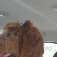 Saint Francis Pet Hospital, Camby ico