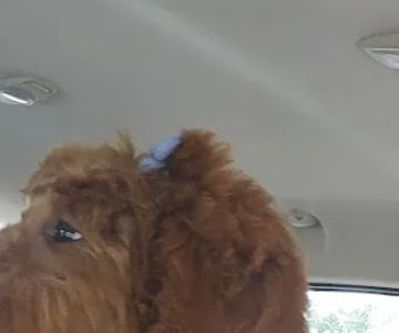 Saint Francis Pet Hospital, Camby
