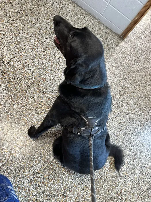 Saint Francis Pet Hospital, Camby 4