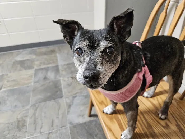 Saint Francis Pet Hospital, Camby 8