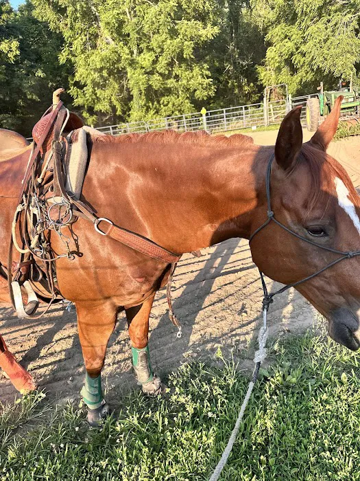 Horse & Hound Veterinary Clinic 2