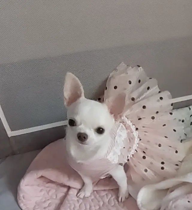 Tender Loving Care Animal Hospital 6