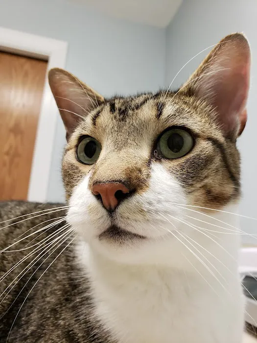 Tender Loving Care Animal Hospital 5