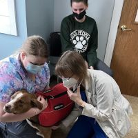 Tender Loving Care Animal Hospital ico