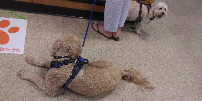 Banfield Pet Hospital 4
