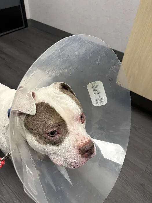VCA Animal Hospitals Urgent Care - College Park 9