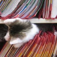 Brookschool Road Vet Clinic ico