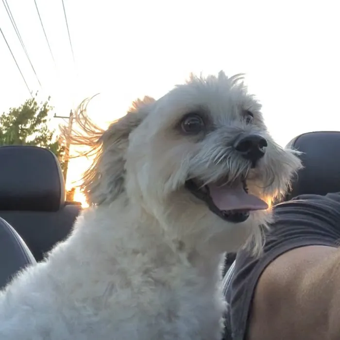Westfield Veterinary Care 3