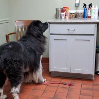 Westfield Veterinary Care ico