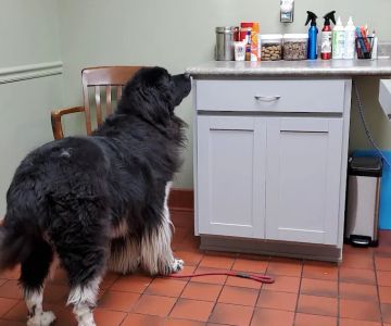 Westfield Veterinary Care