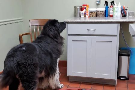 Westfield Veterinary Care